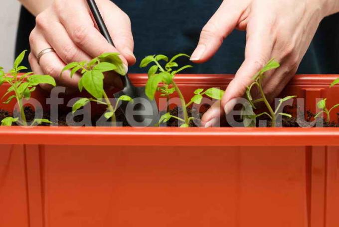 Tomat seedlings. Illustrasjon for en artikkel brukes for en standard lisens © ofazende.ru