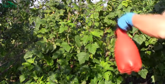 Obligatorisk omsorg for solbær etter fruiting: 5 viktige trinn til en rik avling