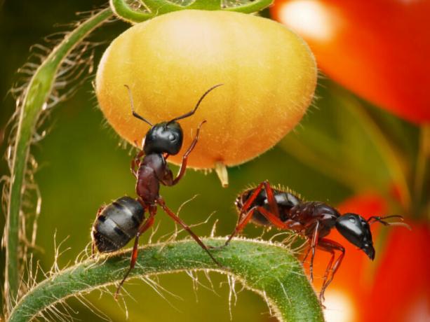 Ferierende hvert år prøver å finne det beste virkemidlet for hage maur. Illustrasjon for en artikkel brukes for en standard lisens © ofazende.ru