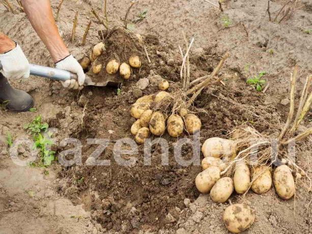 En utmerket avling av poteter ved hjelp av metoden Balabanov