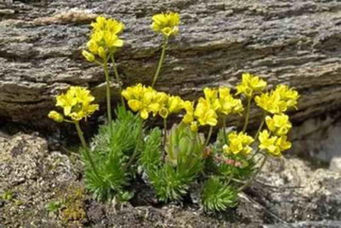 vinter-hardfør plante