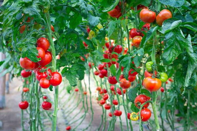 Garter tomater. Illustrasjon for en artikkel brukes for en standard lisens © ofazende.ru