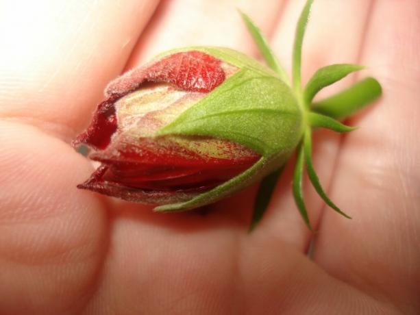 3 grunnleggende regler som må følges for å gjøre Hibiscus (Kina økte) blomstret fra tidlig vår til sen høst