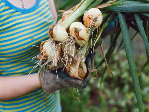 Løk og hvitløk: Alt du trenger å vite for å gartnere