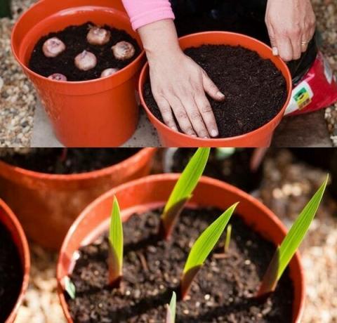 Seed forplantning metode gladioler innebærer noen vanskeligheter, så gartnere nykommere ty til det anbefales ikke. Høy kvalitet funksjoner kan ikke alltid gått nøyaktig gjennom frø. Reproduksjon av moderne hybrider gladioler ikke lykkes. Seed metoden praktiseres blant oppdrettere å utvikle nye varianter. Hvis du ønsker å vokse Gladiolus fra frø, er det nødvendig å skaffe planting materiale av høy kvalitet. Som regel, frøene som presenteres i spesialforretninger, er nøye utvalgt og fullt i samsvar med variasjon.