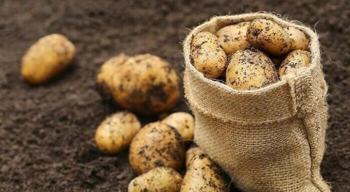 Hvordan forberede bakken i høst under potetene og deretter få en god avling
