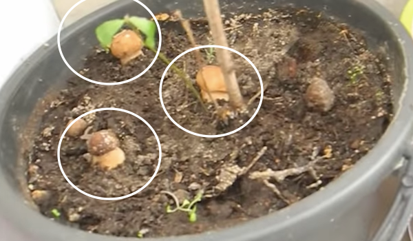 Hvordan å vokse sopp hjemme i hvite potter