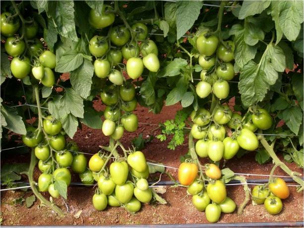 5 beste variantene dannelse av tidlig undermål (!) Tomater for den åpne bakken (i 2020)