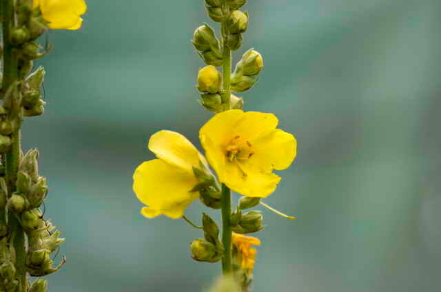 Blek gule blomster. Illustrasjon for en artikkel brukes for en standard lisens © ofazende.ru