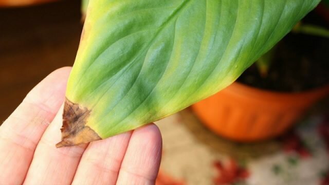 Hvorfor potteplanter tørke tuppen av bladene i vinter. Hvordan lagre blomstene