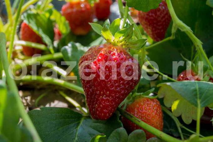 Voksende jordbær. Illustrasjon for en artikkel brukes for en standard lisens © ofazende.ru