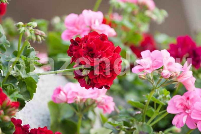 Hvordan å kutte en geranium for frodig blomstring