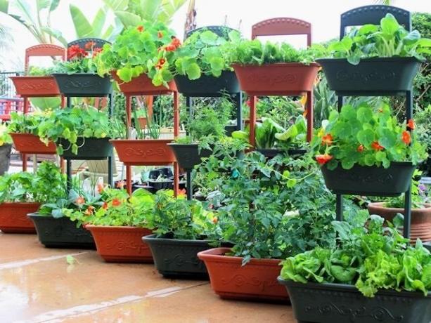 Hvordan å dyrke grønnsaker i containere