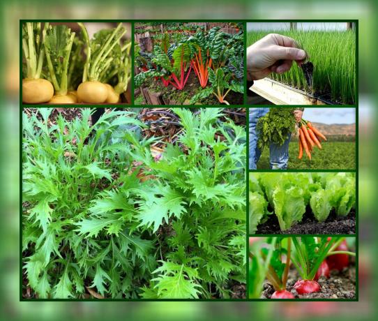 TOPP-7 rask nytte grønnsaks våren innhøstingen, samt de beste varianter for hagen din senger