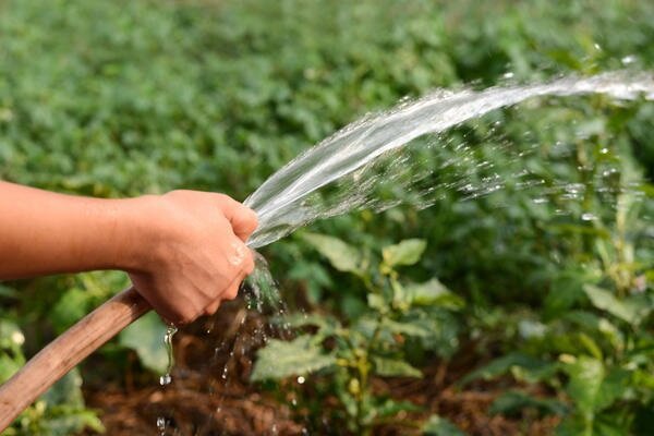 Er det mulig å vanne plantene i hagen med kaldt vann? min erfaring