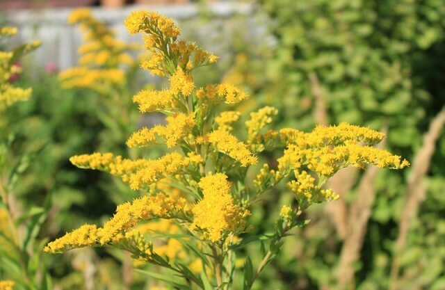 Blomst seng av stauder 5: Plan og beskrivelse av planter. bilde