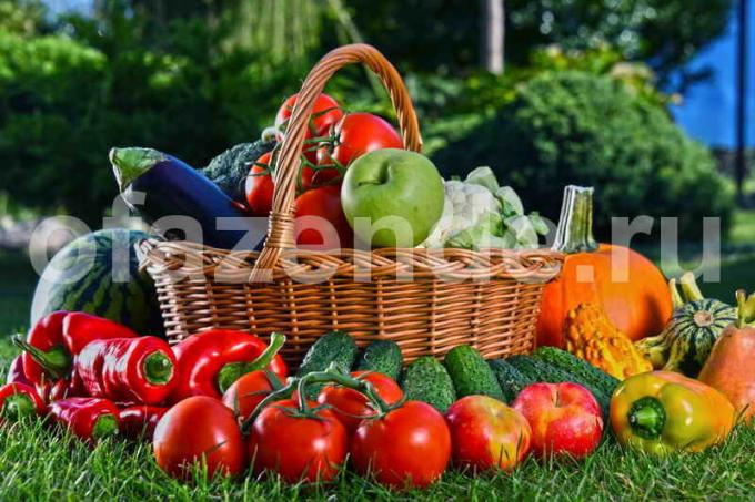 Dyrking av grønnsaker. Illustrasjon for en artikkel brukes for en standard lisens © ofazende.ru