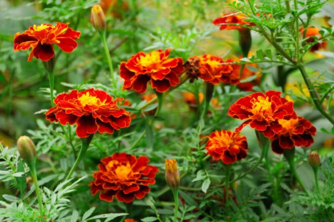 Marigold blomster og grønnsaker er svært lyse på grunn av lukten av essensielle oljer. Illustrasjon for en artikkel brukes for en standard lisens © ofazende.ru