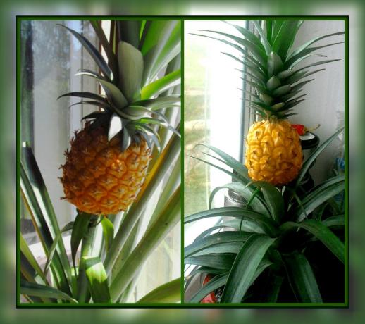 Hvordan å vokse ananas i vinduskarmen og få nydelig blomst rommet