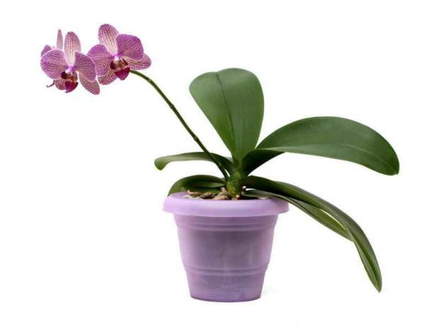 Phalaenopsis. Illustrasjon for en artikkel brukes for en standard lisens © ofazende.ru 