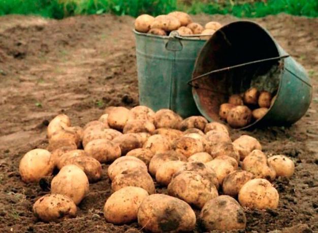 Hvordan øke utbyttet av poteter