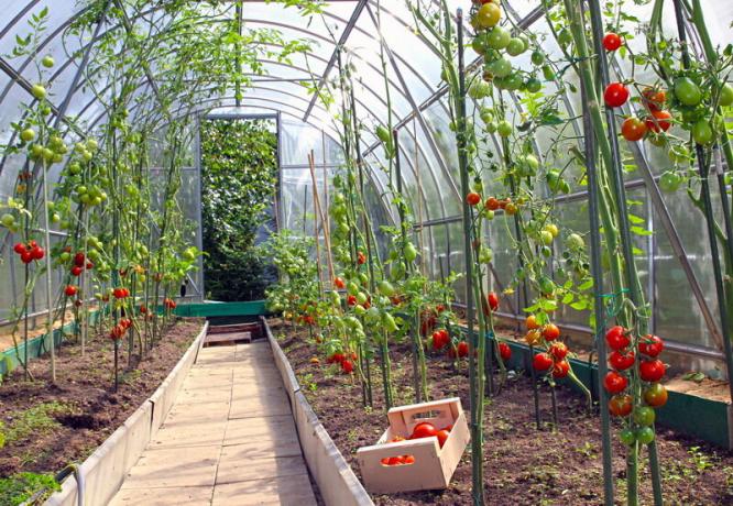 Økende tomater i drivhus. Illustrasjon for en artikkel brukes for en standard lisens © ofazende.ru