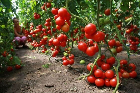 Hvordan å vokse tomater (tomater)