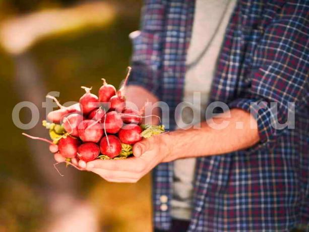 3 store sekreter voksende reddik