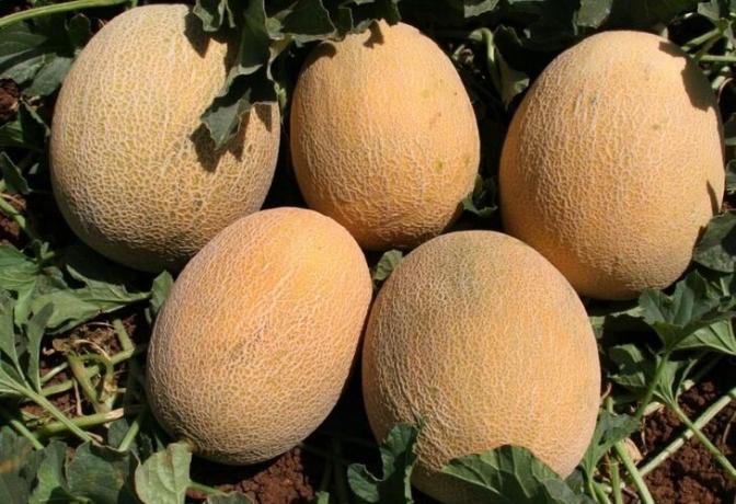 Hvordan å vokse en god avling av meloner i hagen. praktiske råd