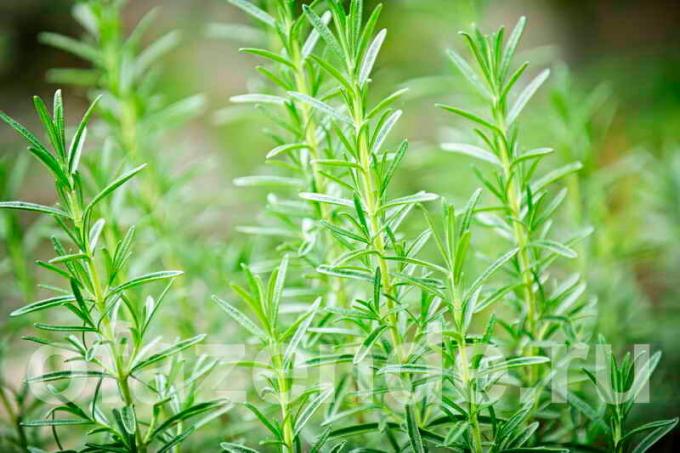 6 arter av rosmarin for hagen din: Beskrivelse og hemmeligheter voksende