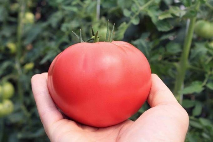 Hvordan øke sukkerinnholdet i tomater, hvis de er "sur". enkel oppskrift