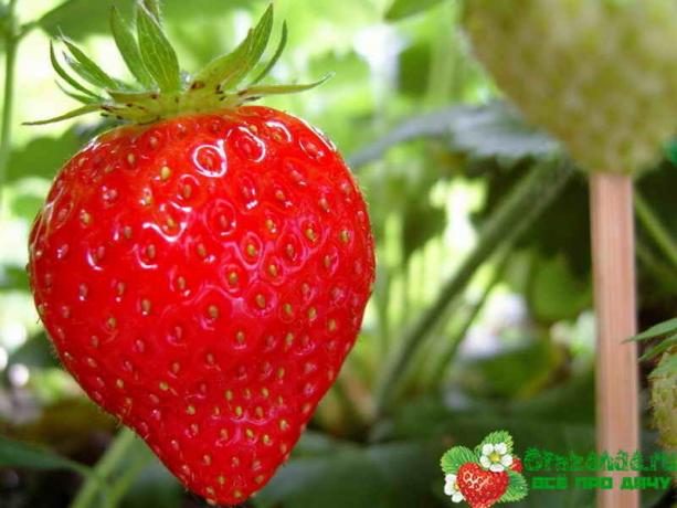 Viktige tips for de som elsker jordbær