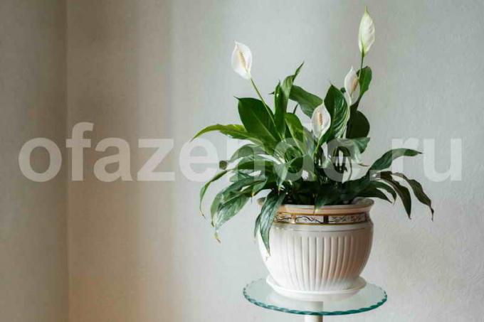 Vakker potteplante Spathiphyllum (kvinnelig lykke)