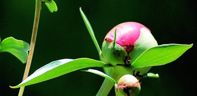 5 Regler for frodige blomstrende peoner