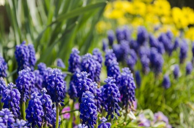 Planting tulipaner, påskeliljer og hyasinter i høst