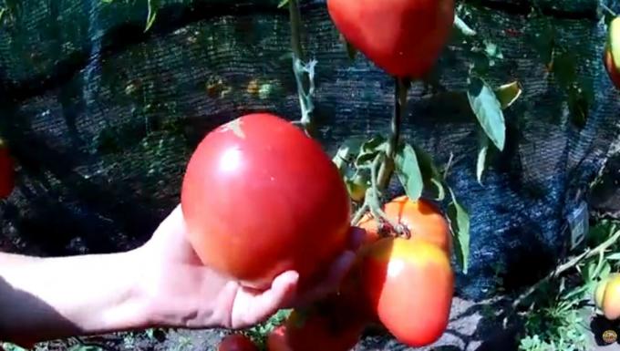 "Kjøtt" er aldri for mye. Topp 3 mest kjøttfulle og produktive varianter av tomater for veksthus og hager