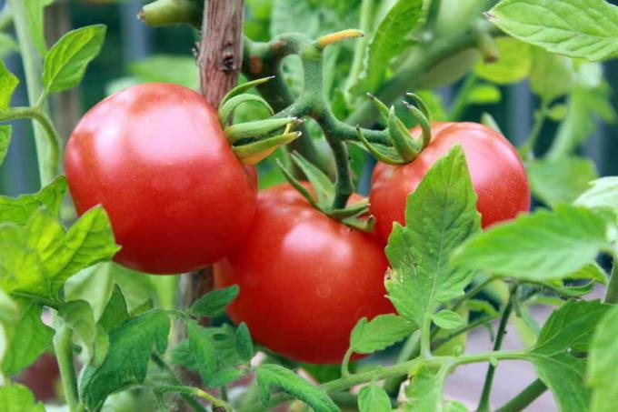 Harvests tomater. Illustrasjon for en artikkel brukes for en standard lisens © ofazende.ru