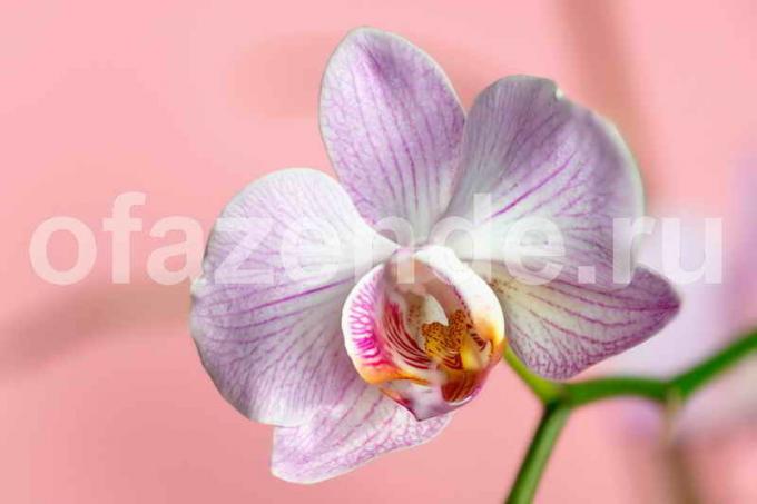 Orchid blomst. Illustrasjon for en artikkel brukes for en standard lisens © ofazende.ru