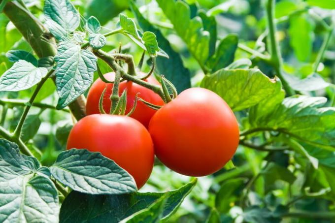 Tomater skal ikke plantes etter jordbær. Illustrasjon for en artikkel brukes for en standard lisens © ofazende.ru