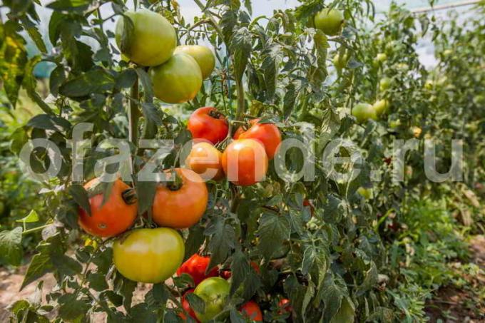 Voksende tomater. Illustrasjon for en artikkel brukes for en standard lisens © ofazende.ru