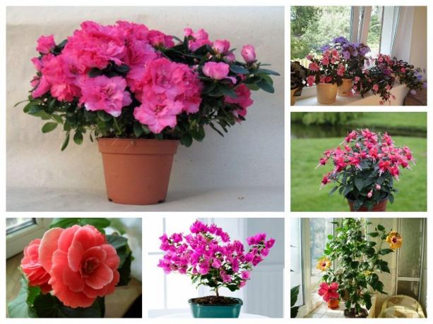 6 innendørs planter med frodig blomstring: dekorasjon av ethvert hjem
