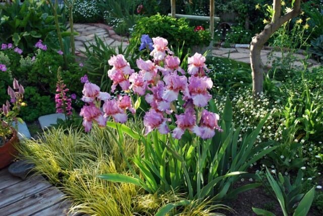 Iris på en blandet blomsterbed