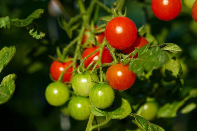 Cherrytomater er egnet for hagen innendørs. Illustrasjon for en artikkel brukes for en standard lisens © ofazende.ru
