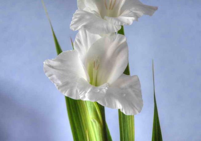 Blooming Gladiolus. Illustrasjon for en artikkel brukes for en standard lisens © ofazende.ru