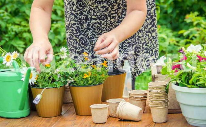 Gjødsling og stell av stueplanter