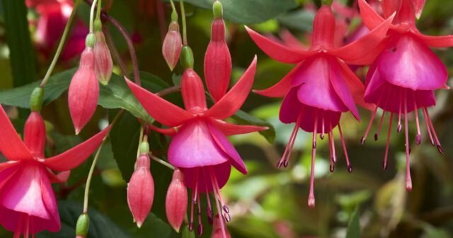 Plant Fuchsia: bilder, arter, dyrking, planting og stell hjemme