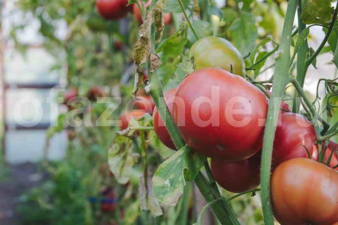 Voksende tomater. Illustrasjon for en artikkel brukes for en standard lisens © ofazende.ru