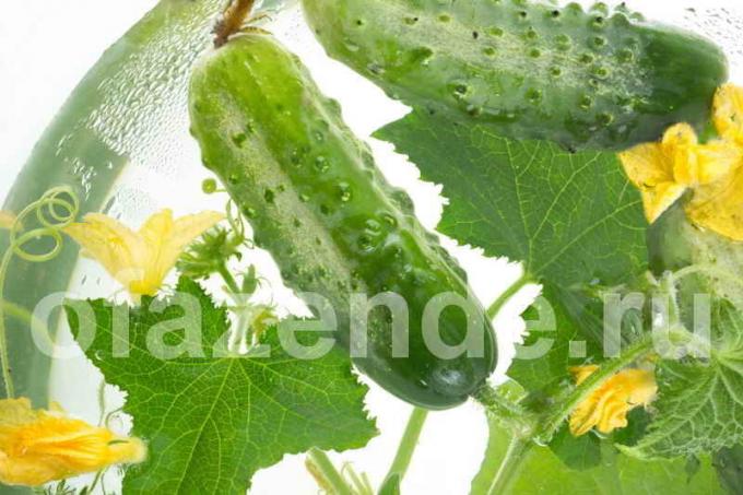 Hvorfor vridd blader av agurk? Illustrasjon for en artikkel brukes for en standard lisens © ofazende.ru