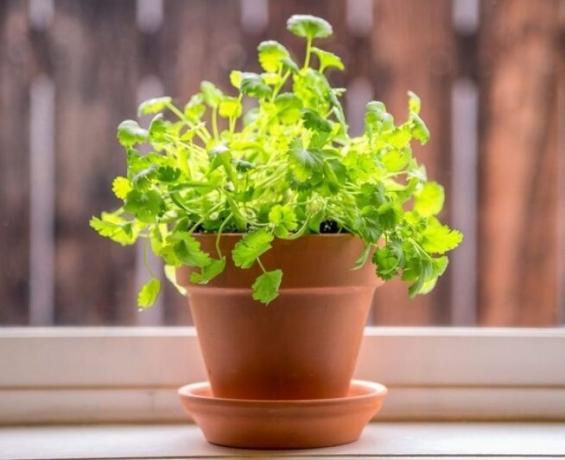Hvordan du raskt og riktig å vokse cilantro på en vinduskarm. Trinnvis veiledning