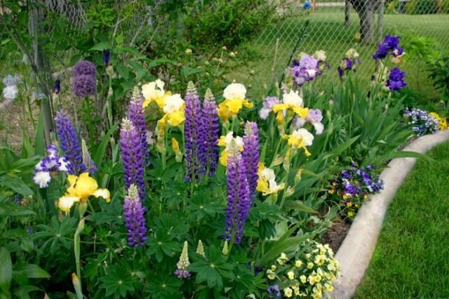 Kombinasjonen av iris med andre farger